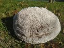 Cat Bed Round Soft Plush Burrowing Cave Hooded Cat Bed Donut for Dogs & Cats, Faux Fur Cuddler Round Comfortable Self Warming pet Bed, Machine Washabl